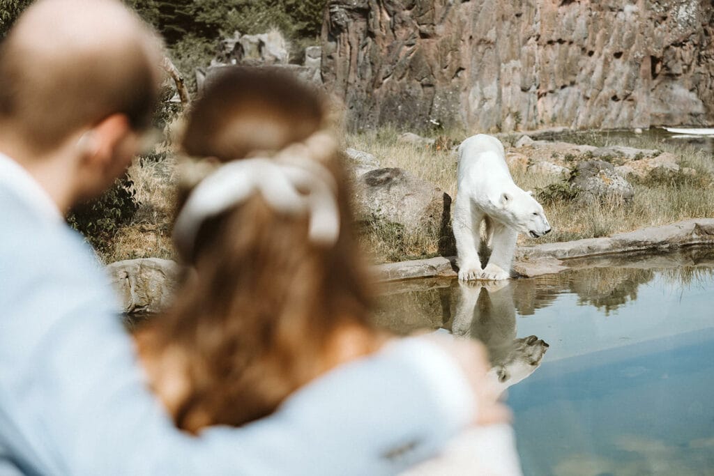 ZOOM Erlebniswelt Gelsenkirchen Ryokan Gelsenkirchen Hochzeitsfotograf - Brautpaar bewundert Eisbär im Zoo