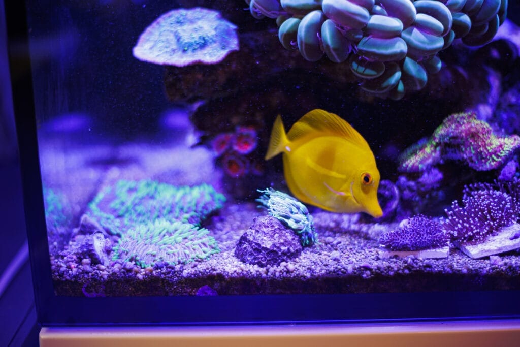 Meerwasseraquarium und seine Lebewesen