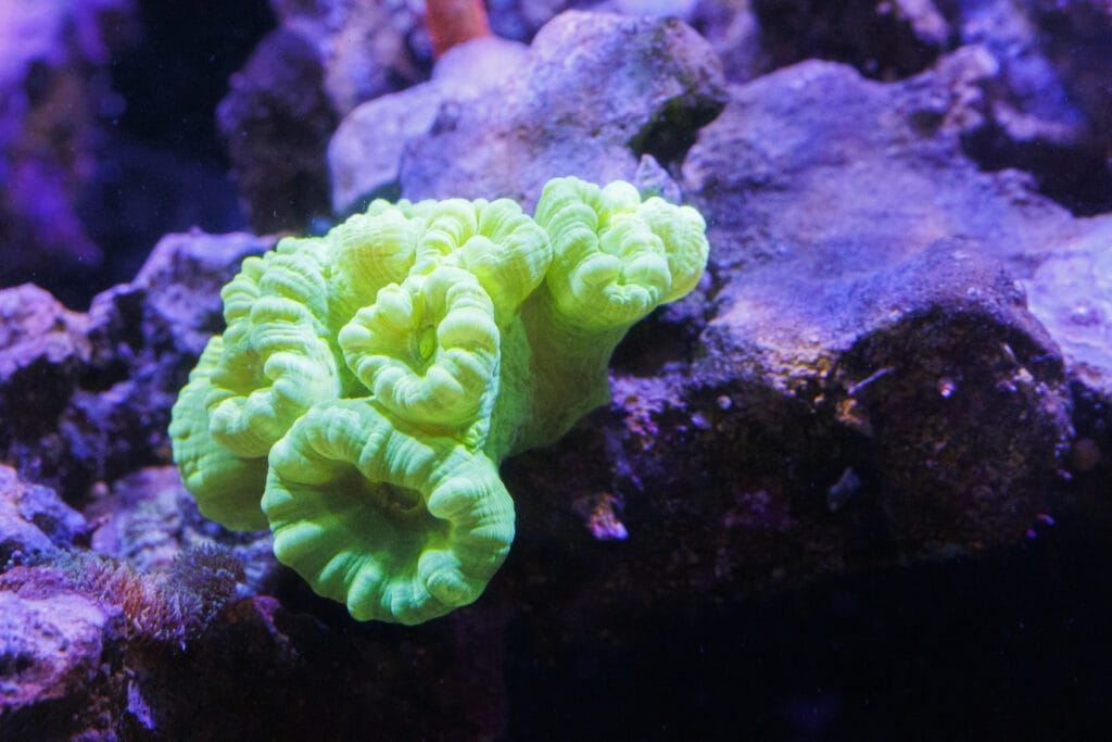 Froschkoralle im Meerwasser-Aquarium