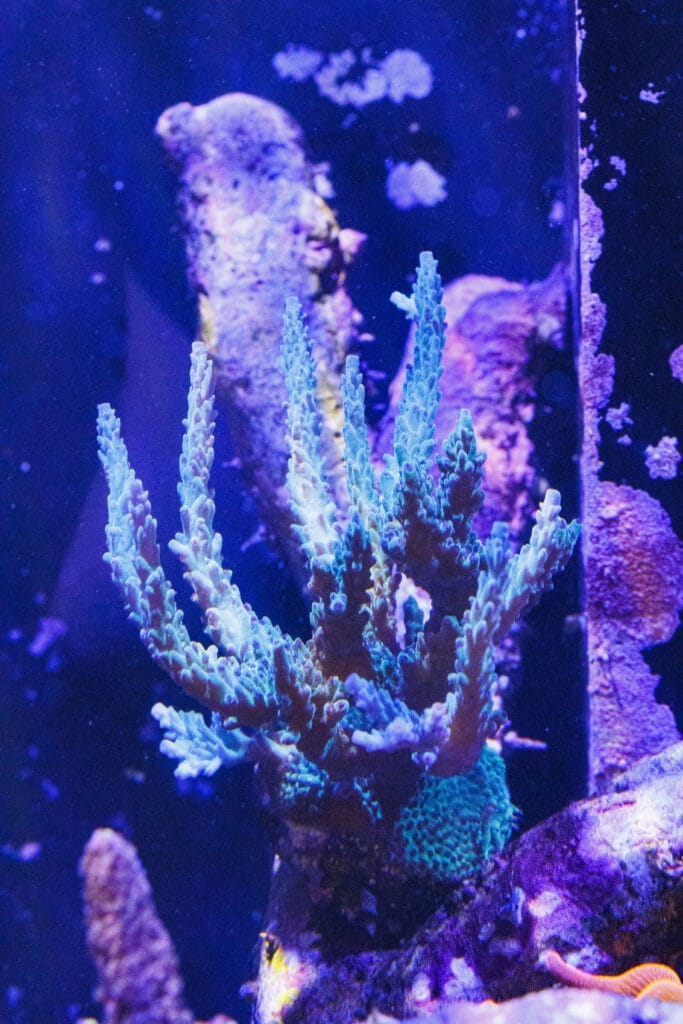 Steinkoralle im Meerwasser-Aquarium