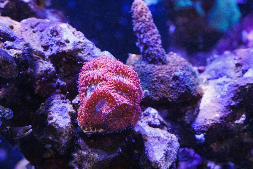 LPS-Koralle im Meerwasser-Aquarium