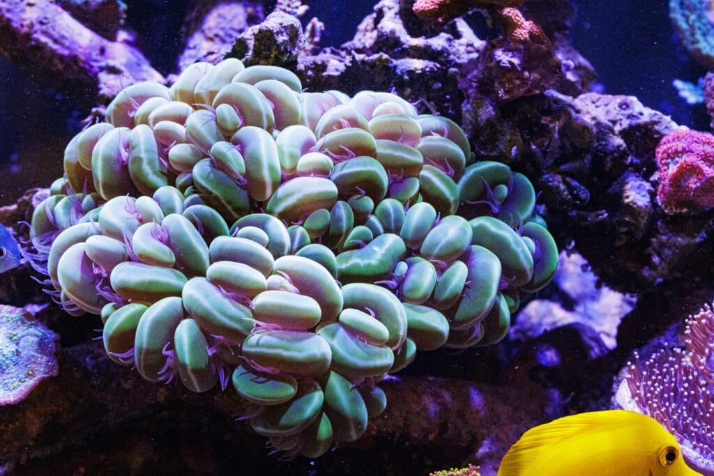 Großpolypige Koralle im Meerwasser-Aquarium