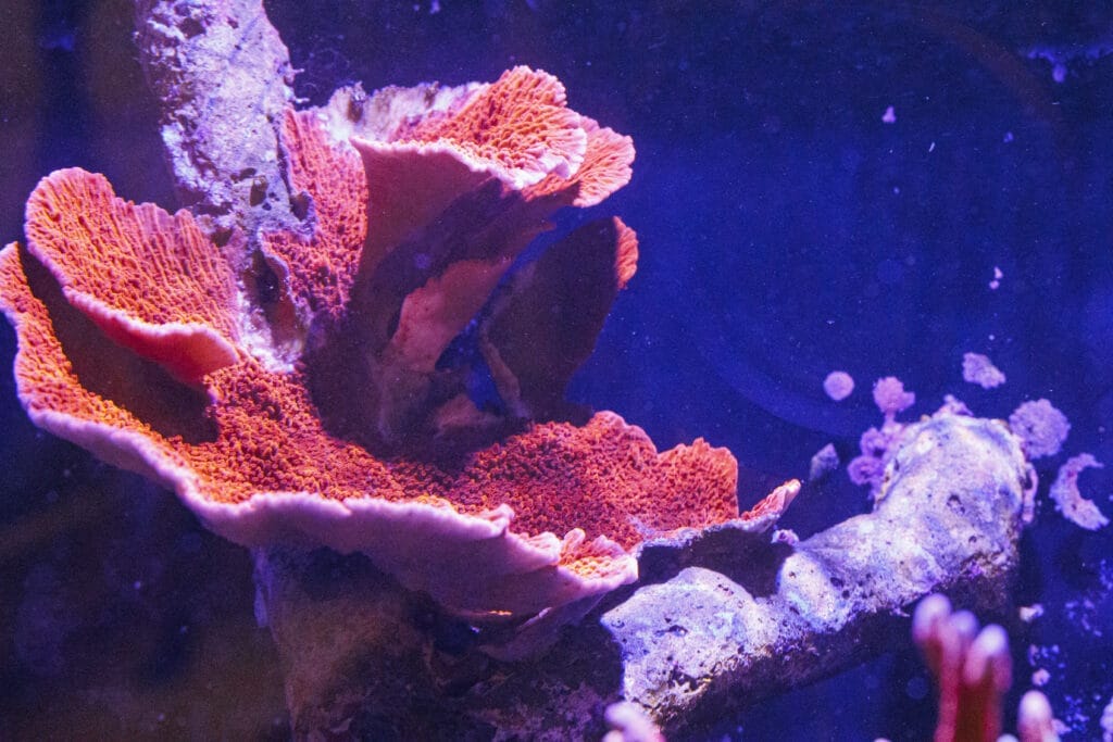 SPS-Koralle im Meerwasser-Aquarium