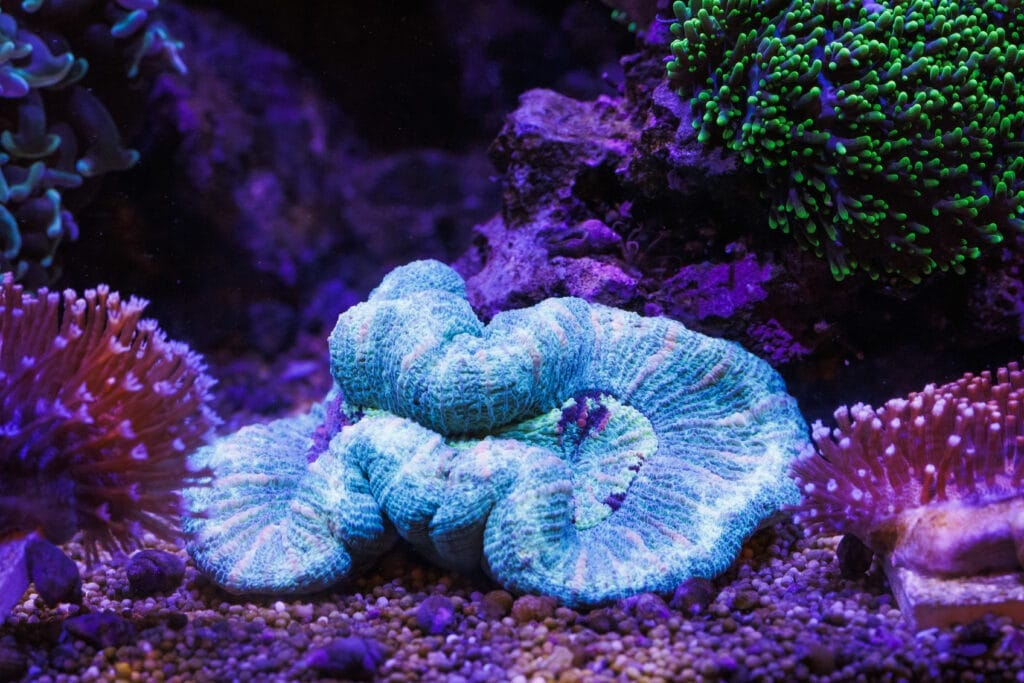 LPS-Koralle im Meerwasser-Aquarium