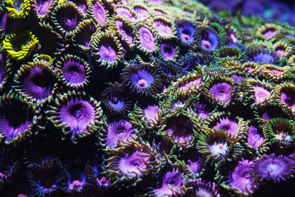 Schnellwachsende Koralle im Meerwasser-Aquarium