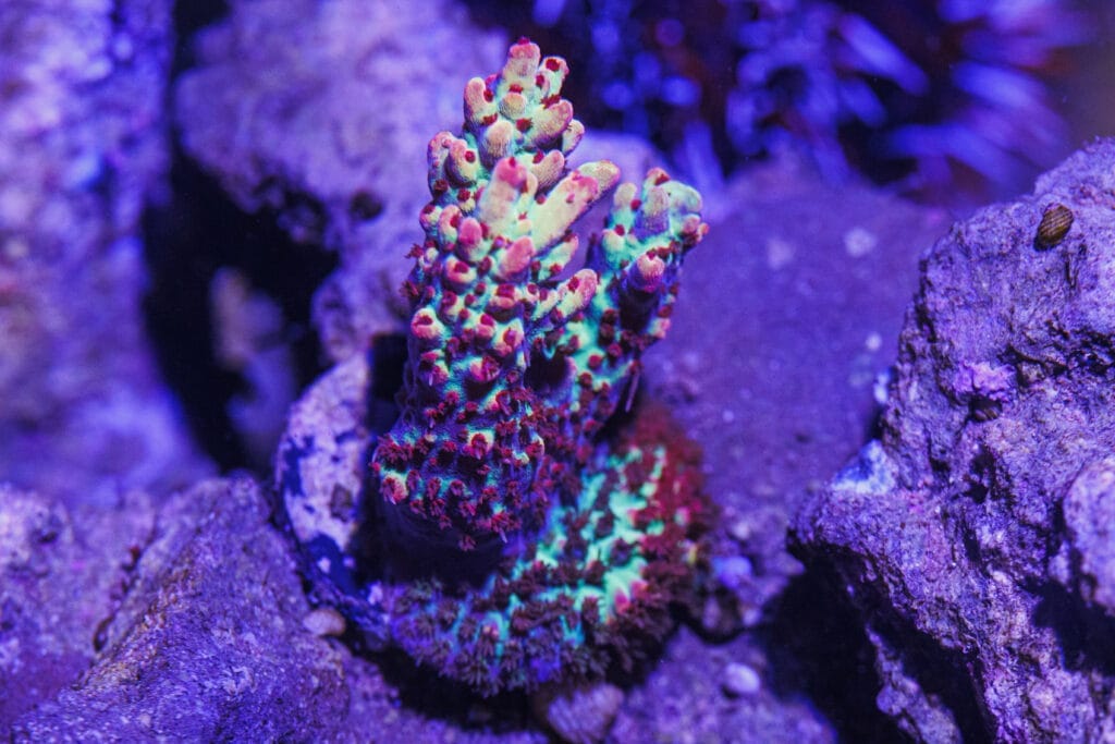 Sweet Candy Koralle im Meerwasser-Aquarium