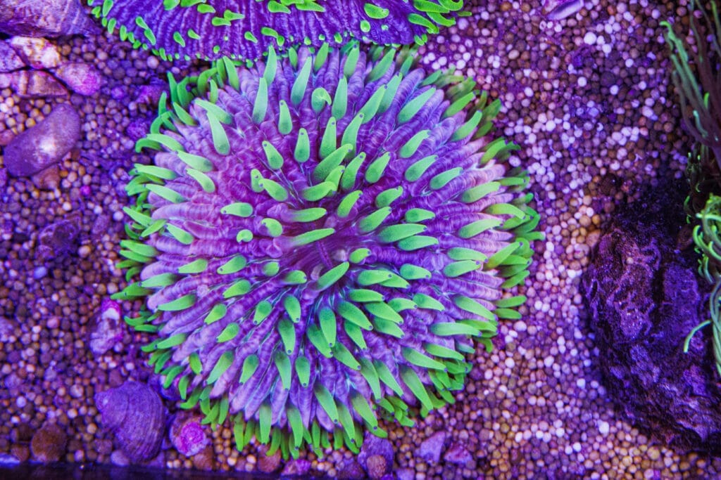 Scheibenanemone im Meerwasser-Aquarium