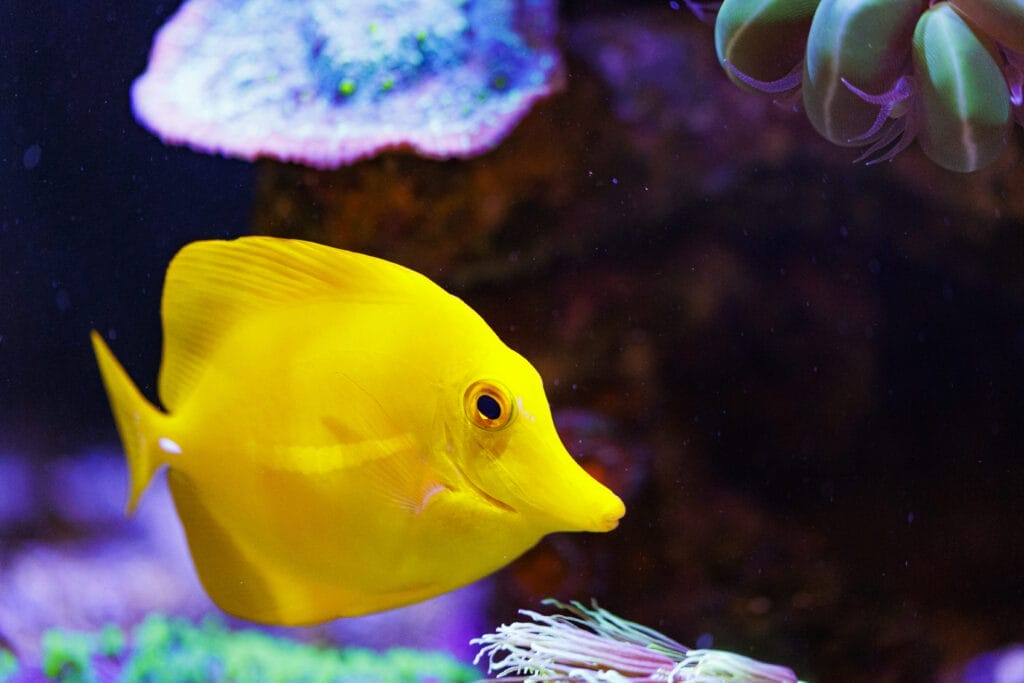 Gelber Fisch im Meerwasser-Aquarium