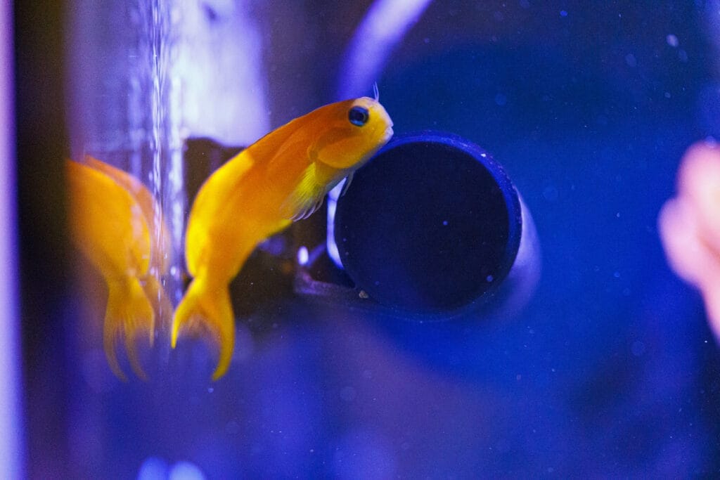 Glubschi im Meerwasser-Aquarium