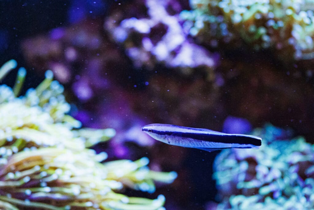 Putzer-Fisch im Meerwasser-Aquarium