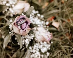 Hochzeitsringe und Verlobungsringe - Zwei Eheringe in einer rosa Rosa